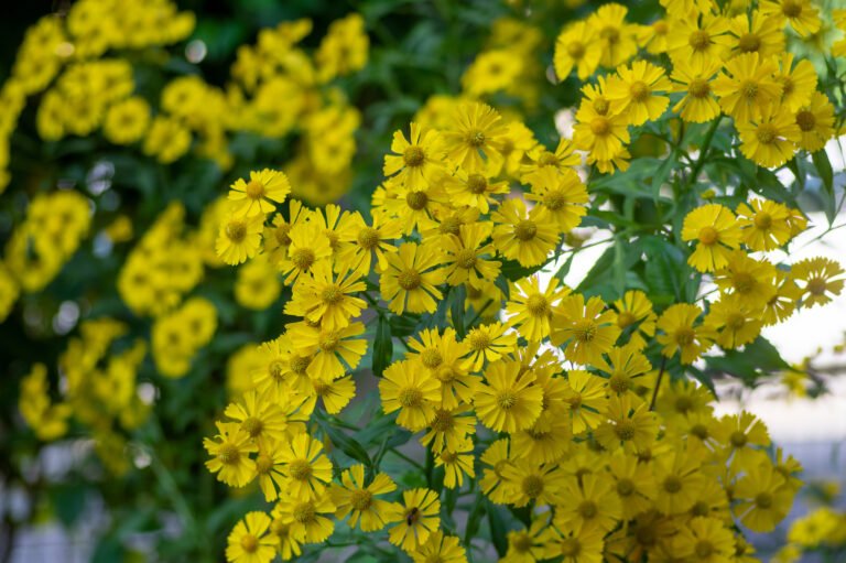 Sneezeweed