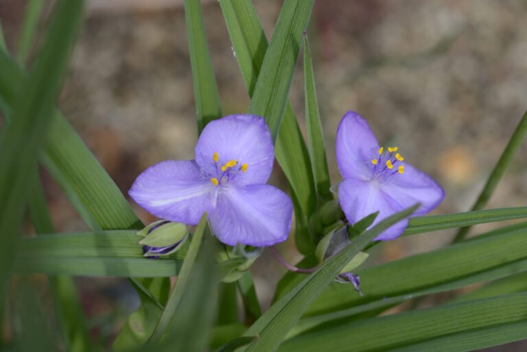 Spiderwort