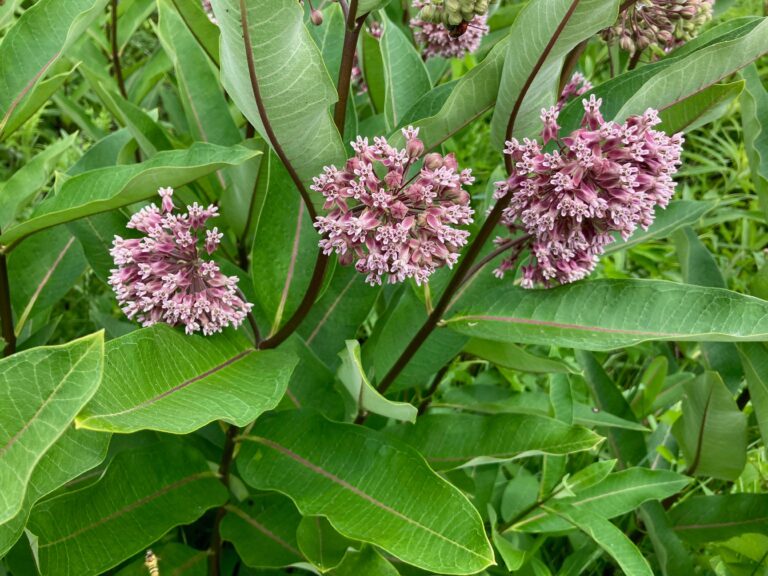 swamp milkweed