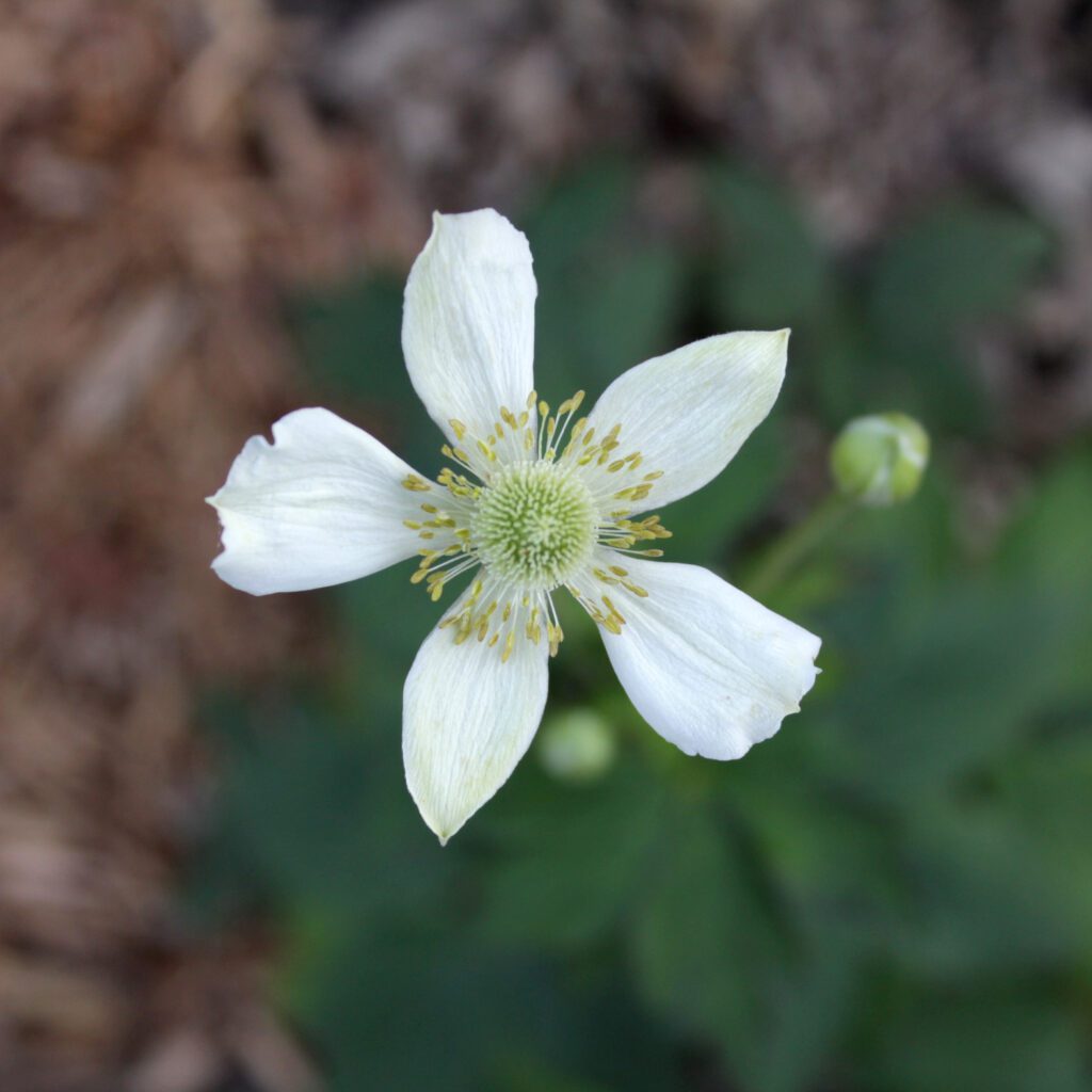 Thimbleweed