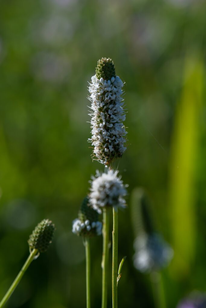 White Prairie Clover