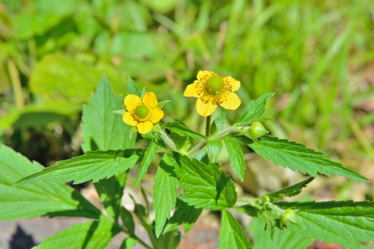 Yellow Avens