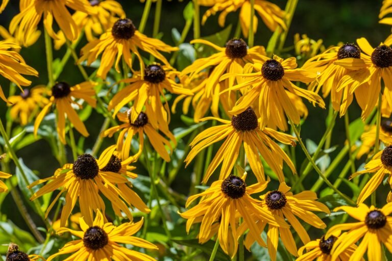 Yellow Coneflower